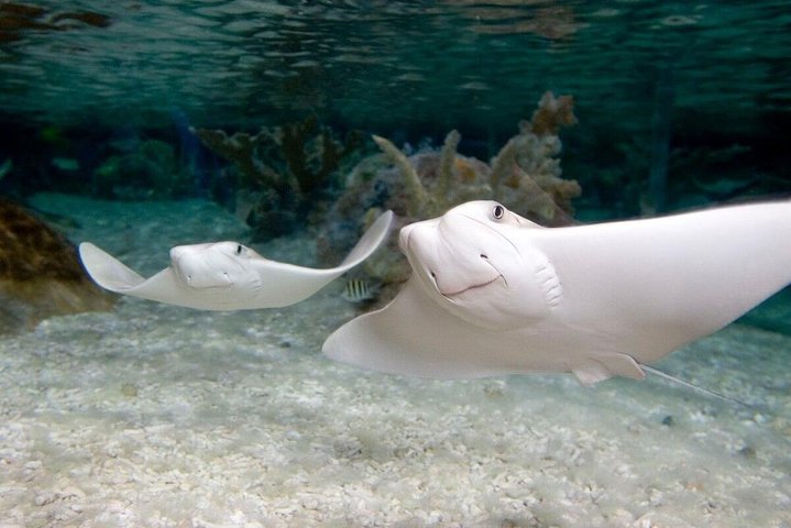 SEA LIFE Aquarium Minnesota Admission Ticket at Mall of America