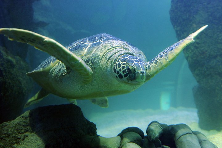 SEA LIFE Kansas City Aquarium Admission Ticket