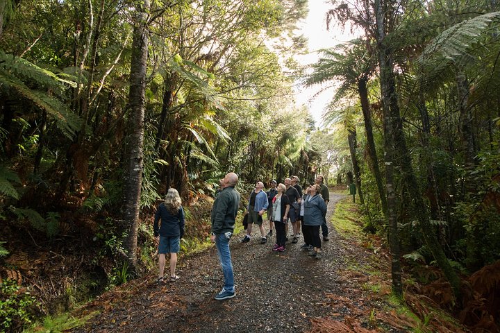 Afternoon Piha Beach and Rainforest Tour from Auckland