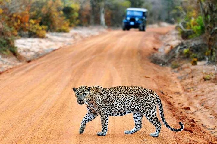 Yala Full Day Safari with Picnic Lunch - Private & All Inclusive
