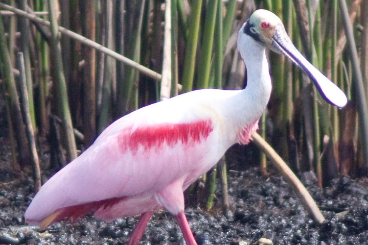 Everglades Small Group Guided Boating & Walking Tour Expedition