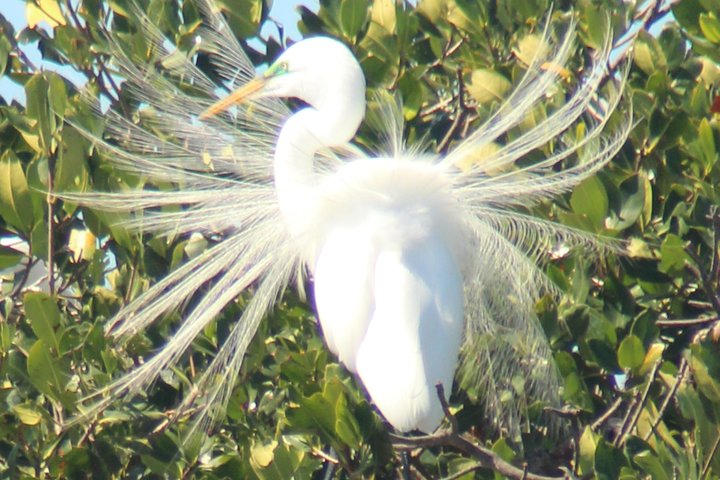 Everglades Small Group Guided Boating & Walking Tour Expedition