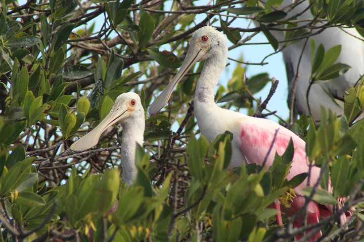 Everglades Small Group Guided Boating & Walking Tour Expedition