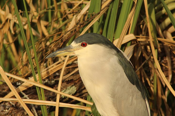 Everglades Small Group Guided Boating & Walking Tour Expedition