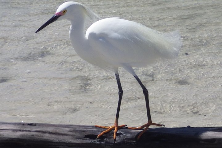 Small Group Boat, Kayak and Walking Guided Eco Tour Everglades