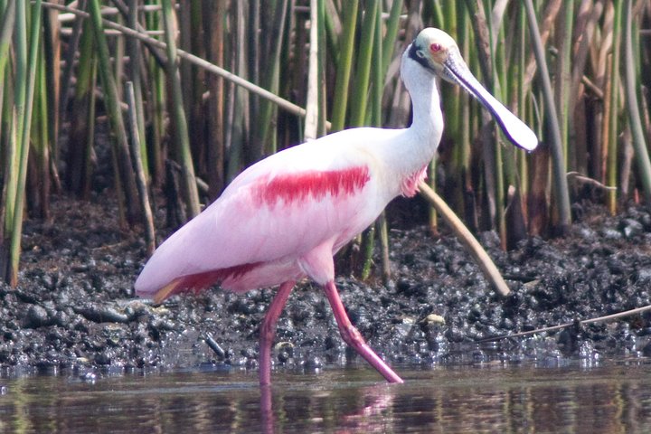 Small Group Boat, Kayak and Walking Guided Eco Tour Everglades
