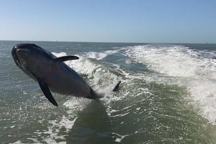 Small Group Boat, Kayak and Walking Guided Eco Tour Everglades