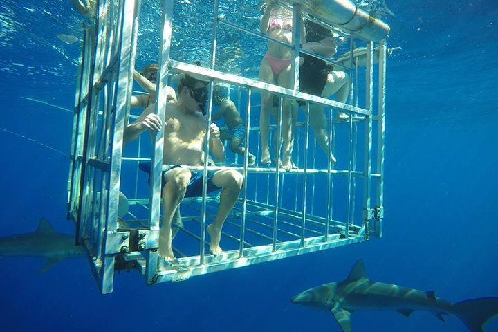 Oahu Shark Dive on the North Shore