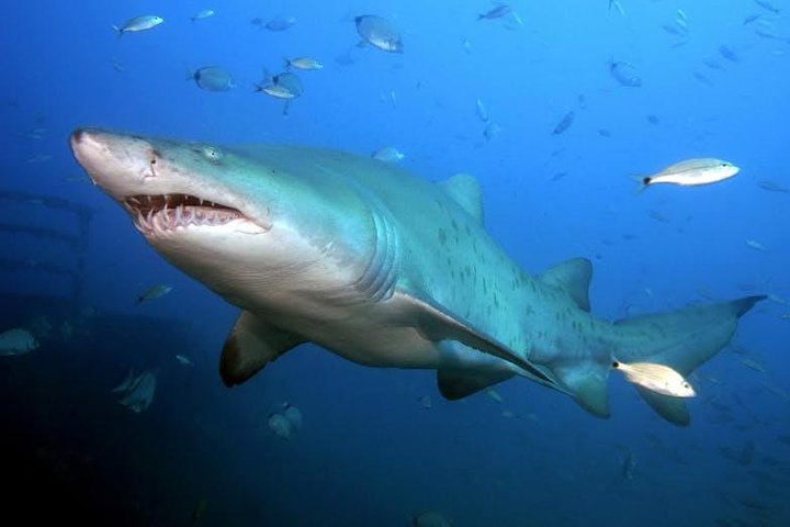 Oahu Shark Dive on the North Shore