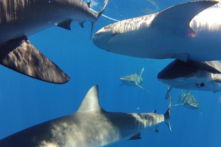 Oahu Shark Dive on the North Shore