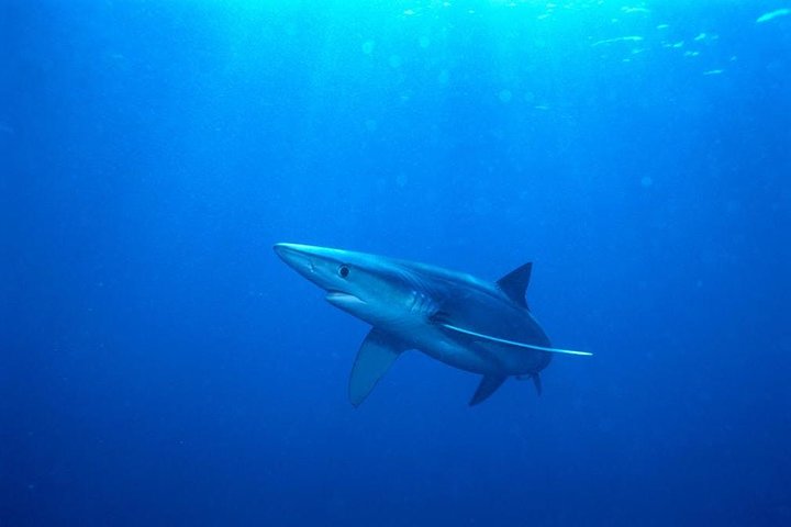 Oahu Shark Dive on the North Shore