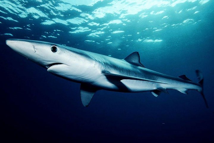 Oahu Shark Dive on the North Shore