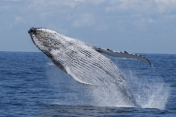 Port Stephens: Whale Watching Cruise