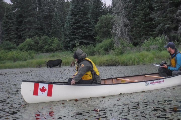 3 Day Algonquin Park Canoe Trip - Moose & Beaver Safari
