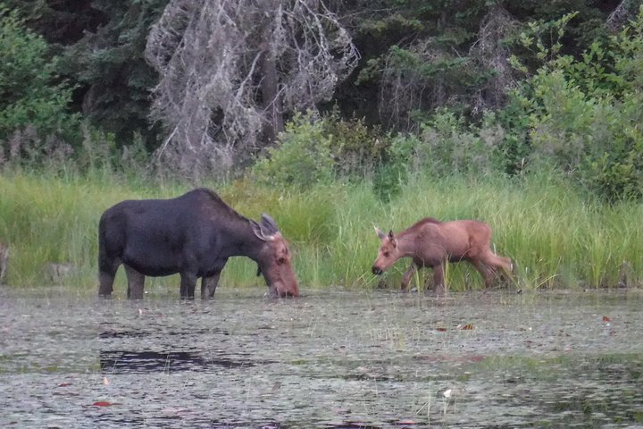 3 Day Algonquin Park Canoe Trip - Moose & Beaver Safari