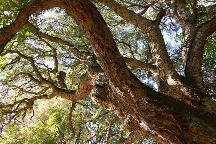 Alghero: Jeep tour to discover nature and breathtaking landscapes