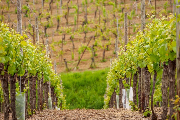 Alsace's Gems Small Group Day Tour from Colmar