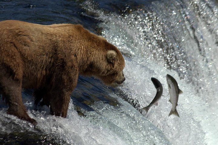 Brooks Falls Katmai Bear Viewing in a Float Plane