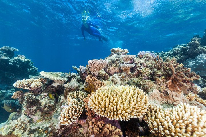Great Barrier Reef Snorkeling and Diving Cruise from Cairns