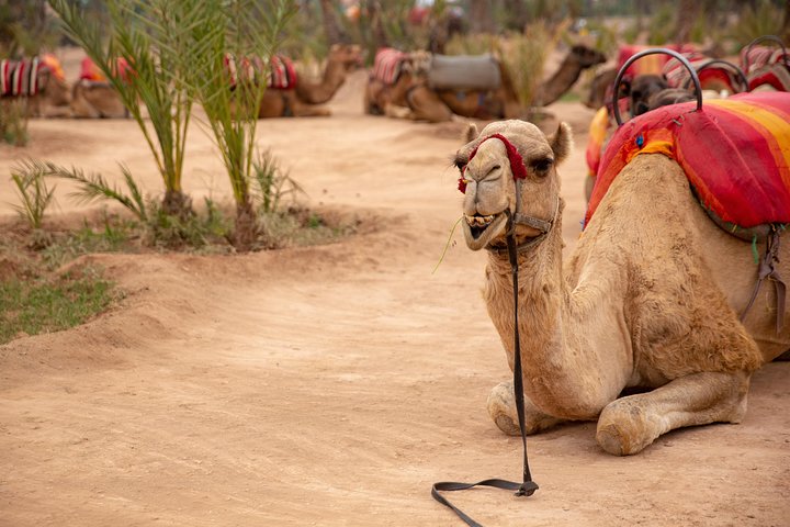 Marrakech Hot Air Balloon Ride, Berber Breakfast & Camel Ride
