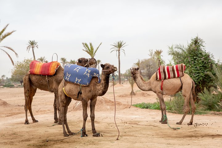 Marrakech Hot Air Balloon Ride, Berber Breakfast & Camel Ride