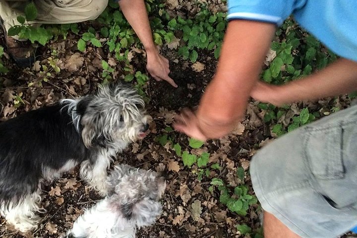 Truffle Hunting in Provence