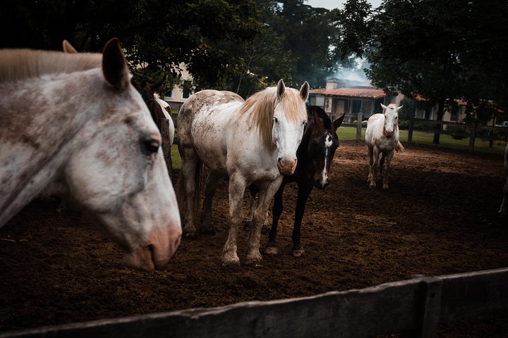 Gaucho Day Tour Ranch at an Estancia from Buenos Aires