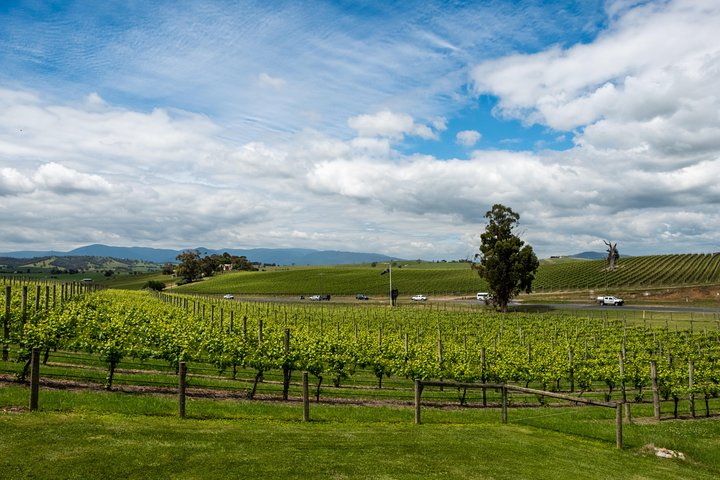 Yarra Valley Wine & Winery Tour from Melbourne - All Inclusive!