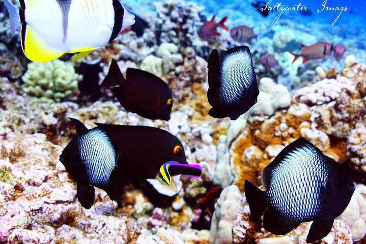 Maui Snorkeling Adventure From Ma'alaea Harbor to Molokini