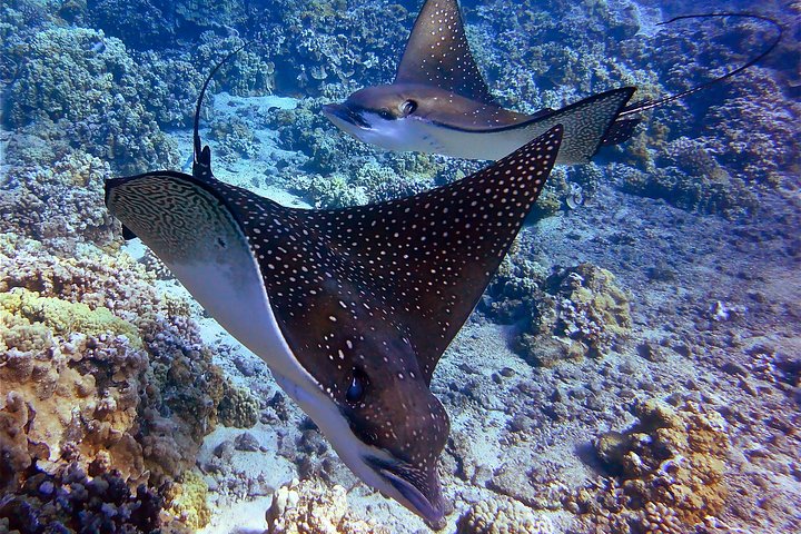Maui Snorkeling Adventure From Ma'alaea Harbor to Molokini