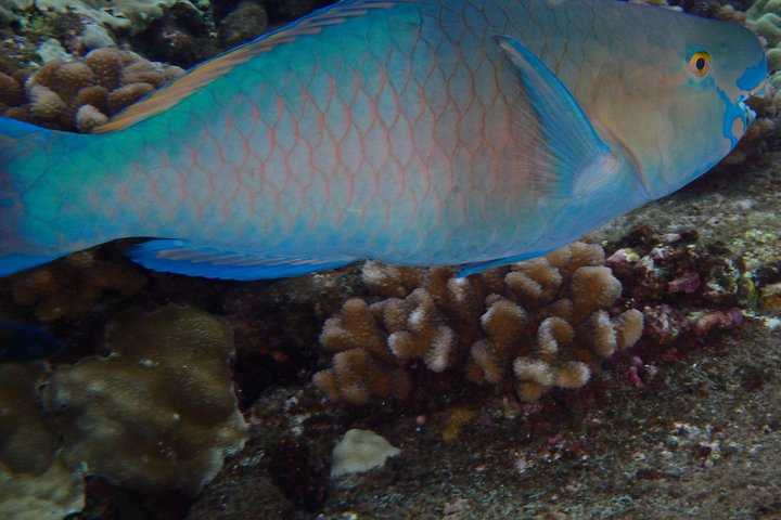 Maui Snorkeling Adventure From Ma'alaea Harbor to Molokini