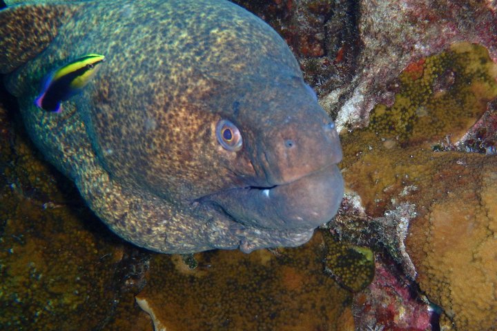 Maui Snorkeling Adventure From Ma'alaea Harbor to Molokini