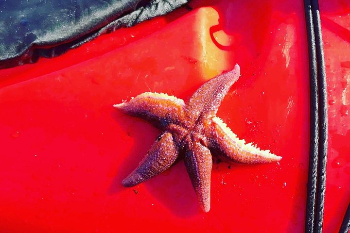 Half Day Kayak - Northern Explores AS