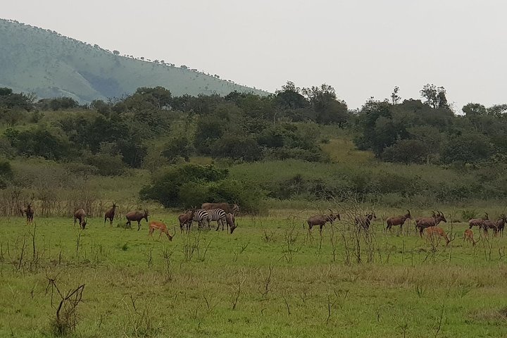 One-day Akagera National Park Game Drive with a Choice 4x4