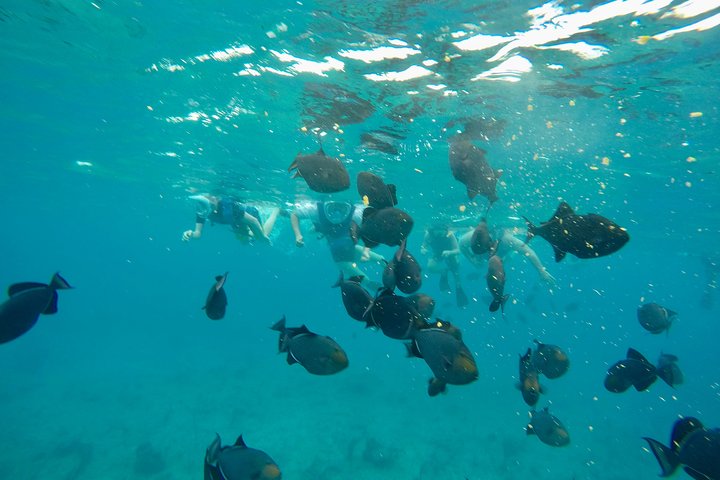 4hr Group Half Day Snorkel Excursion in Grace Bay, Providenciales