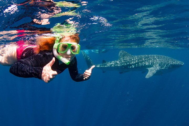Swimming with the Whale Sharks - Ningaloo Reef (Exmouth)