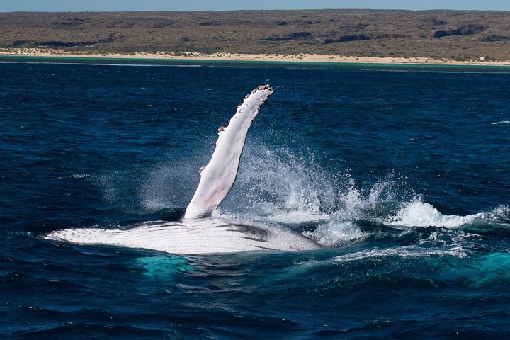 Swimming with the Whale Sharks - Ningaloo Reef (Exmouth)