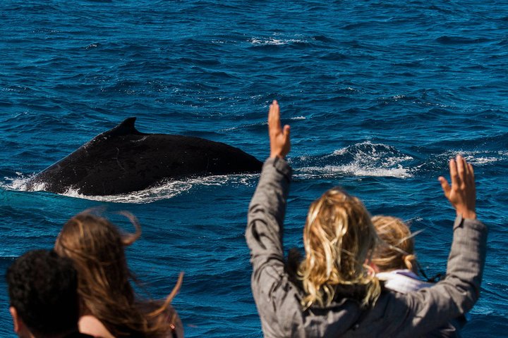 Swimming with the Whale Sharks - Ningaloo Reef (Exmouth)