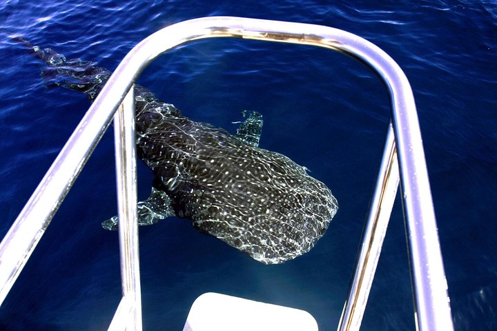 Swimming with the Whale Sharks - Ningaloo Reef (Exmouth)