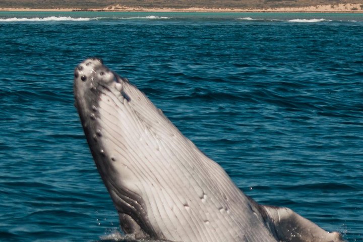 Swimming with the Whale Sharks - Ningaloo Reef (Exmouth)