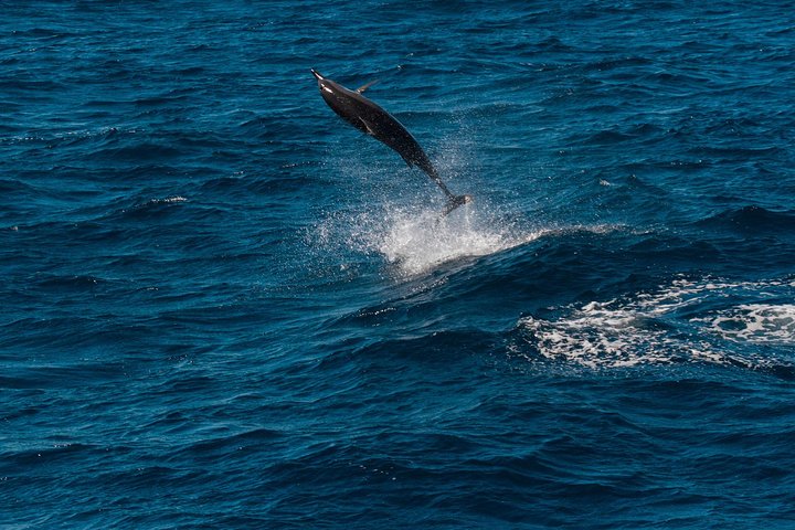 Swimming with the Whale Sharks - Ningaloo Reef (Exmouth)
