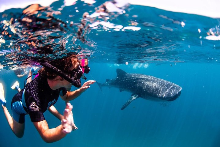 Swimming with the Whale Sharks - Ningaloo Reef (Exmouth)