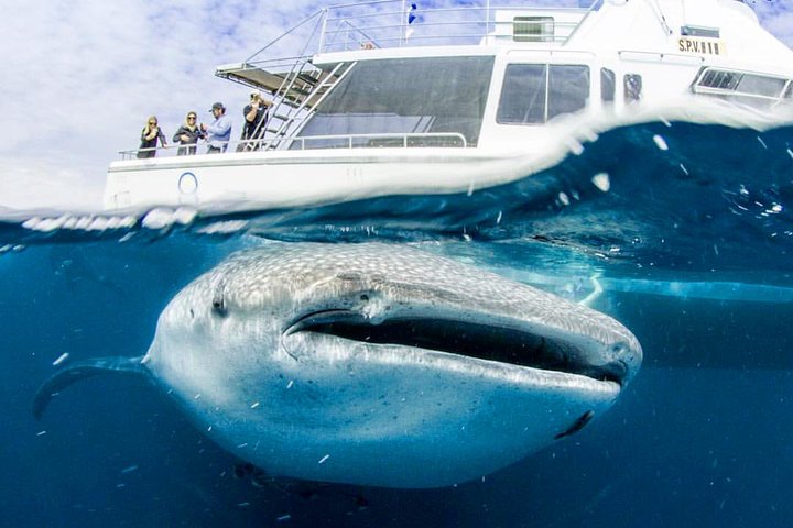 Swimming with the Whale Sharks - Ningaloo Reef (Exmouth)