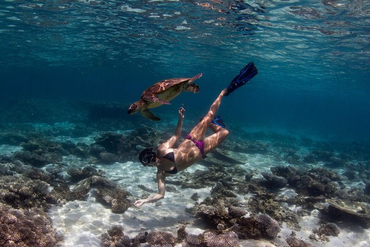 Swimming with the Whale Sharks - Ningaloo Reef (Exmouth)