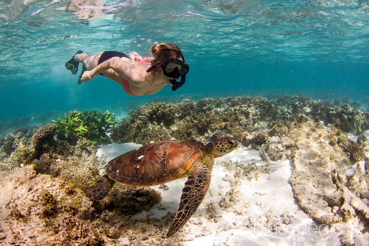 Swimming with the Whale Sharks - Ningaloo Reef (Exmouth)