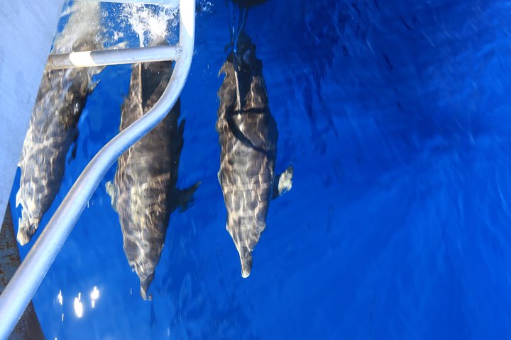 Swimming with the Whale Sharks - Ningaloo Reef (Exmouth)