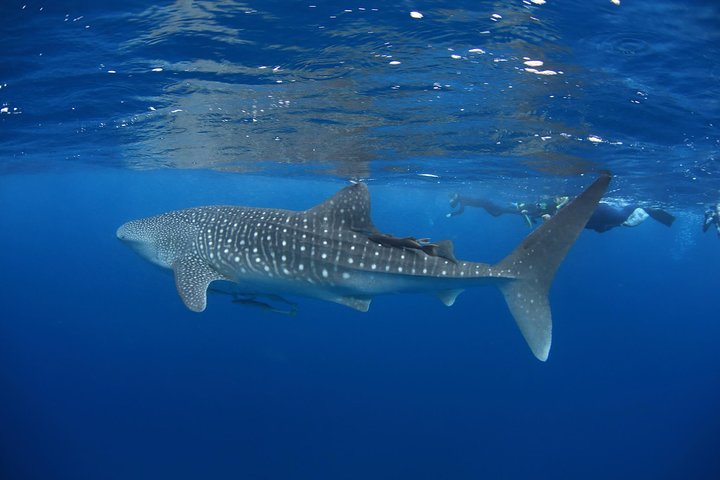 Swimming with the Whale Sharks - Ningaloo Reef (Exmouth)