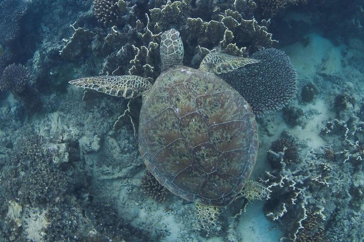 Swimming with the Whale Sharks - Ningaloo Reef (Exmouth)
