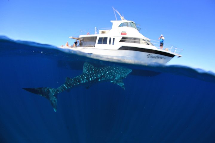 Swimming with the Whale Sharks - Ningaloo Reef (Exmouth)