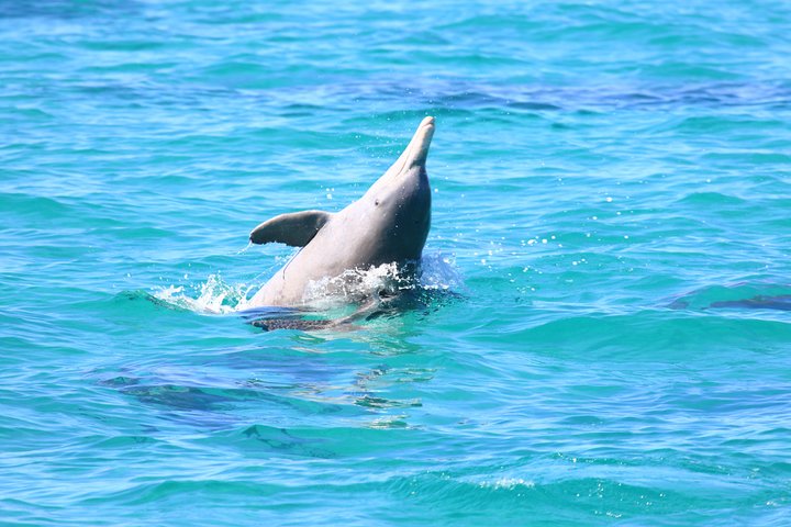 Swimming with the Whale Sharks - Ningaloo Reef (Exmouth)
